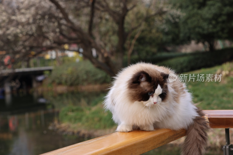 一只在栏杆上行走的布偶猫