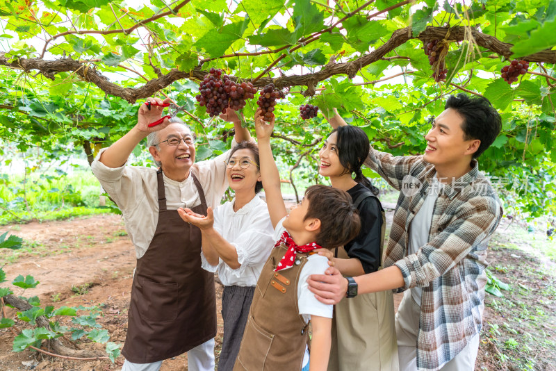 全家人在果园采摘葡萄