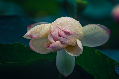 雨露滋润的荷花