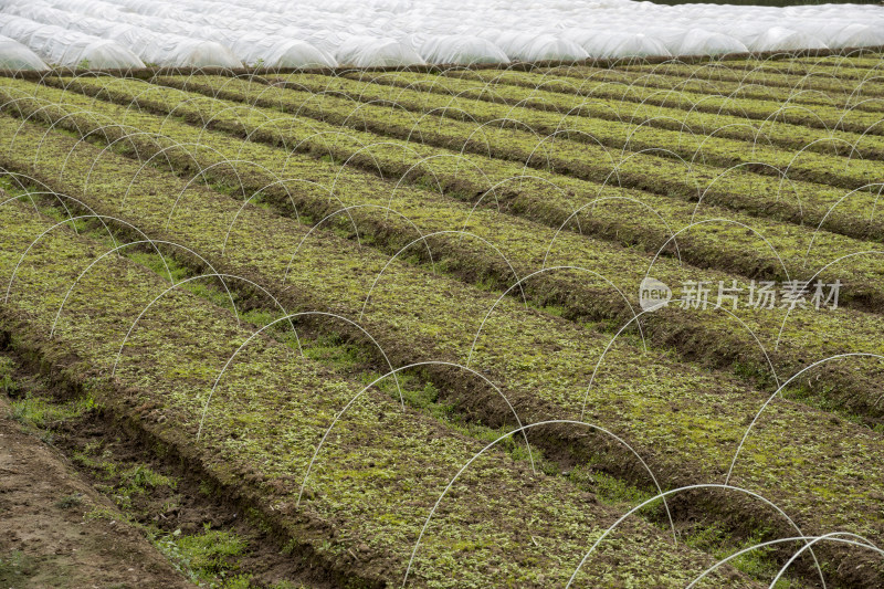 农田蔬菜幼苗种植场景