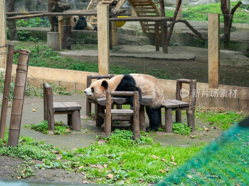 重庆动物园大熊猫