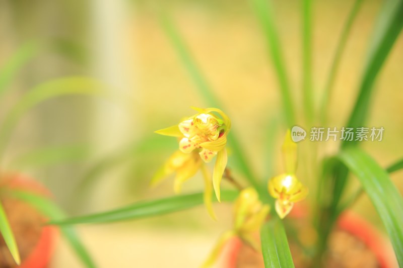 黄色兰花特写镜头展现植物之美