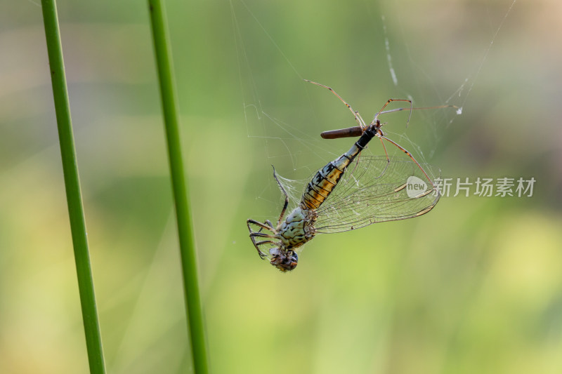 蜘蛛捕食蜻蜓微距生态