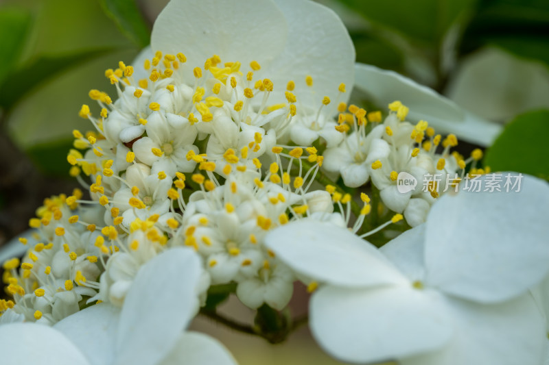 春天的琼花开花特写