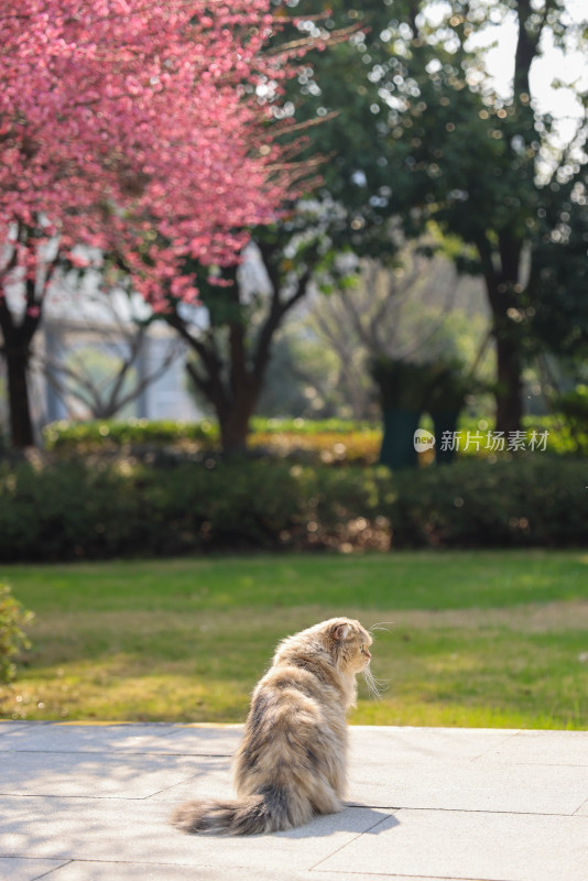 梅花树下的猫金吉拉