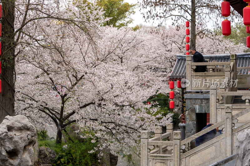 武汉东湖樱花园赏樱花的游客