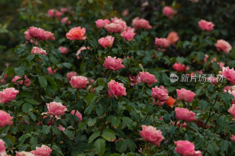 玫瑰花、月季花