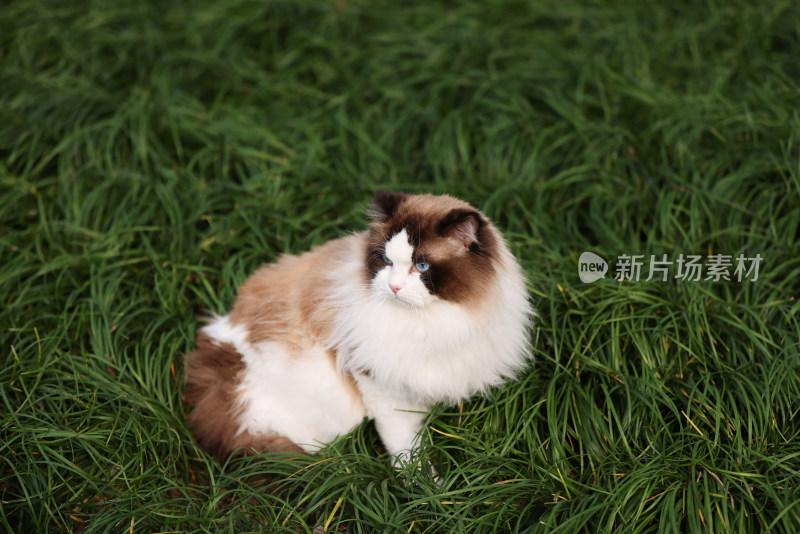 一只在草地上的布偶猫 海豹双色雄性种猫