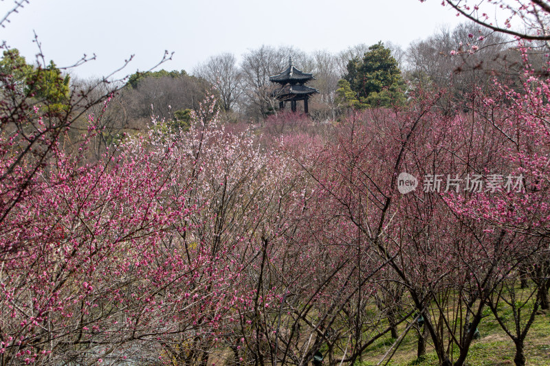 扬州市瘦西湖风景区春日古塔和粉红色梅花林