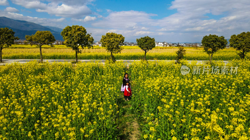 油菜花田与雪山