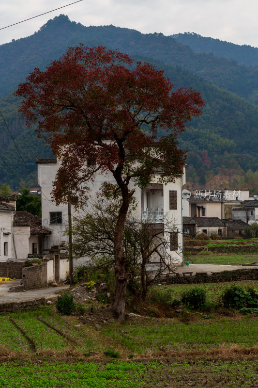 乡村红树与民居田园景致