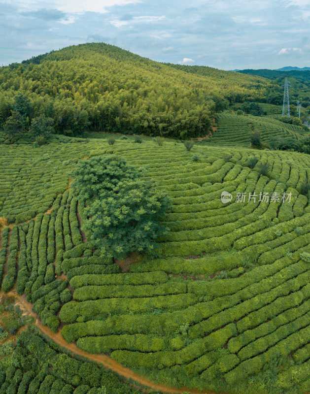 俯瞰山坡上层层叠叠的绿色茶园