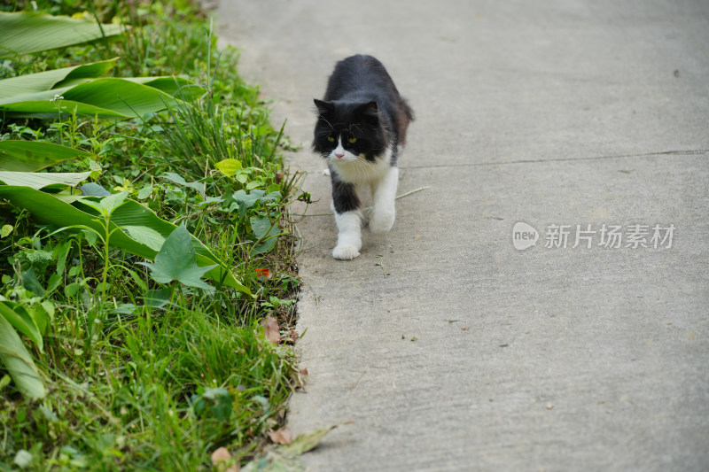 村寨里悠闲的猫咪