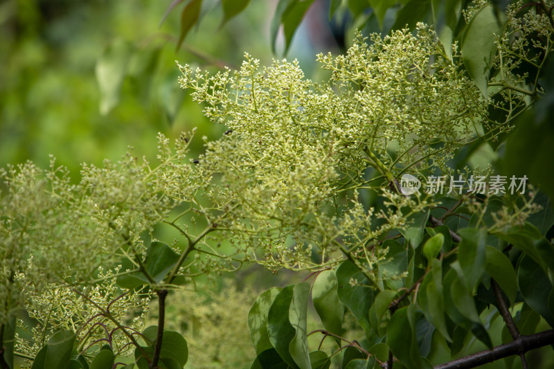 春天枝头的白色丁香花