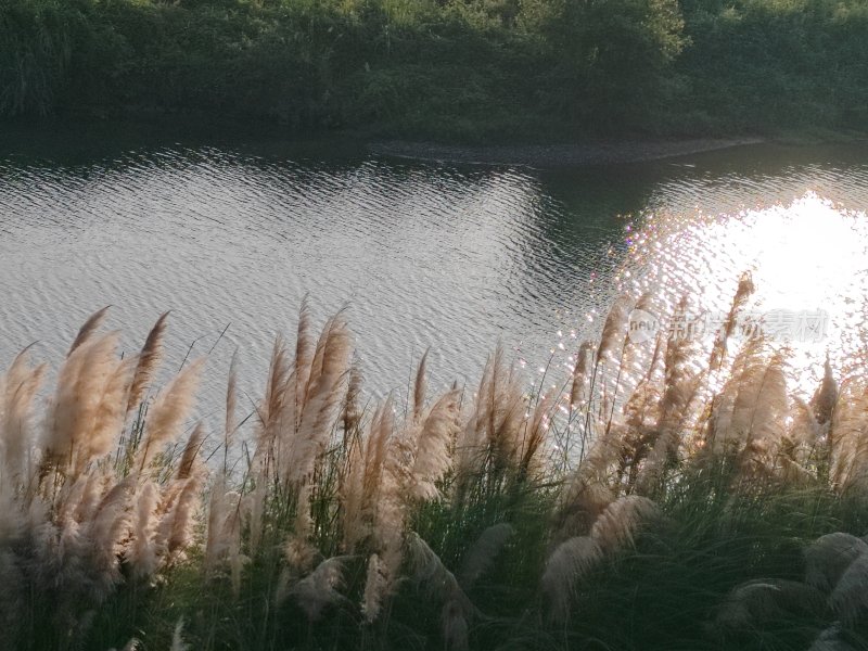 水边随风摇曳的芦苇荡全景