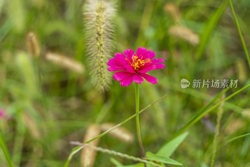 武汉光谷三路湿地公园花草