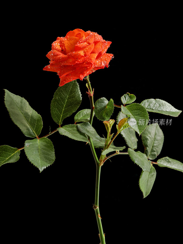 黑色背景上的一支橙色玫瑰花