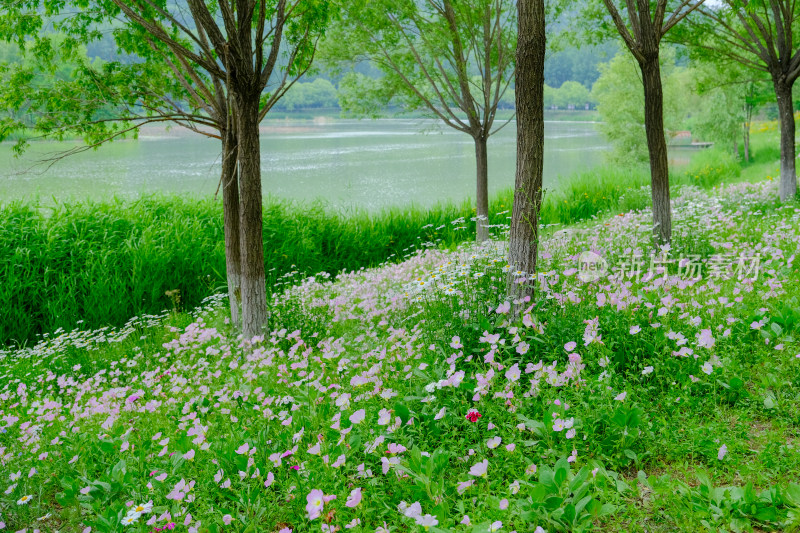 三门峡黄河公园河边的花丛