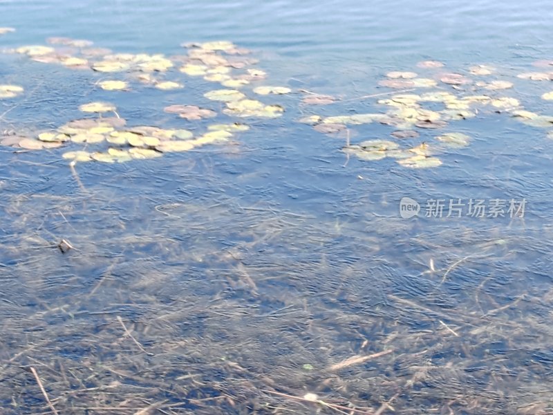 水面漂浮着叶子和水草的自然景象