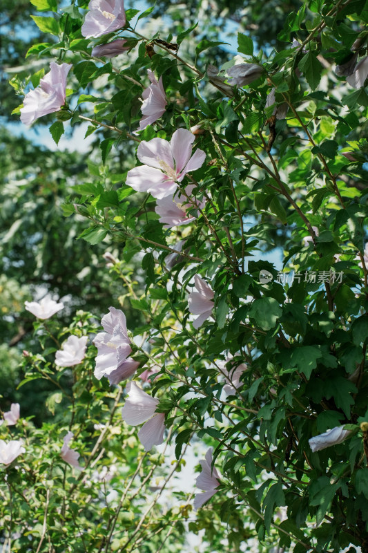 北京圆明园木槿花