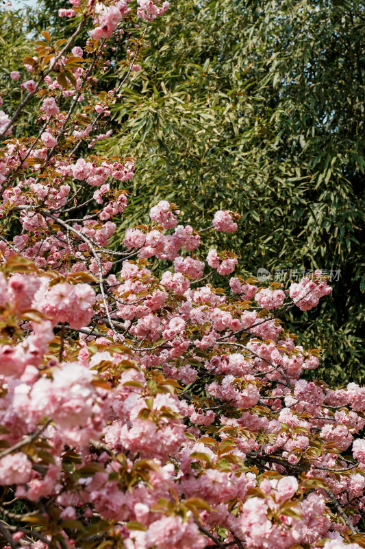 北京莲花池公园樱花