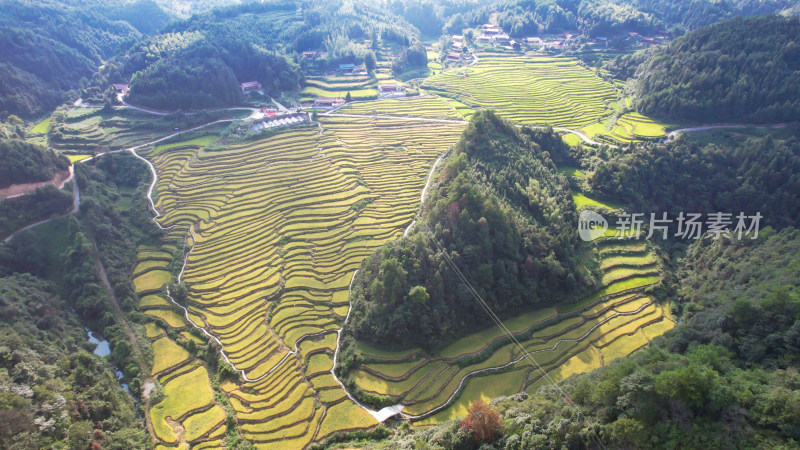 秋收金黄梯田农业种植大山中的梯田航拍