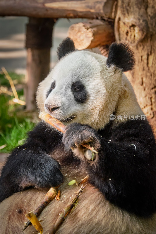 熊猫 国宝 成都 熊猫基地 呆萌 大熊猫
