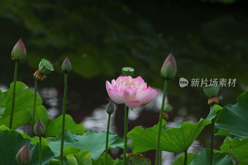 夏日清新的荷花