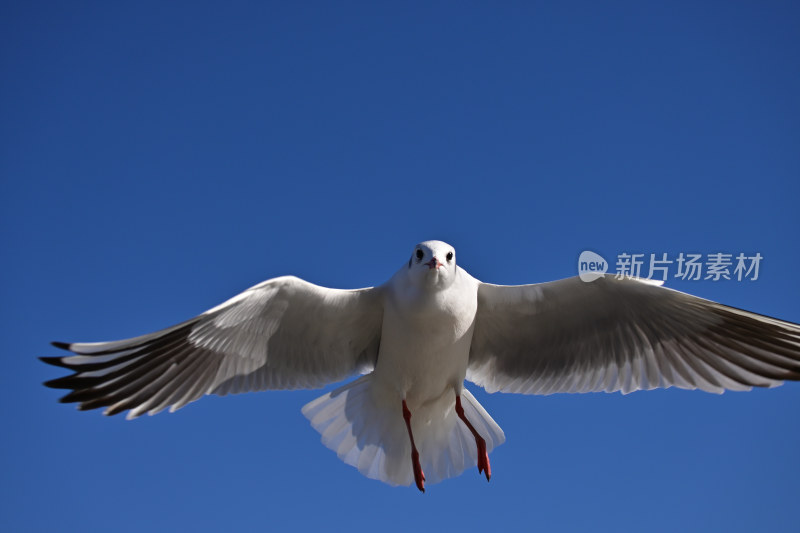 红嘴海鸥