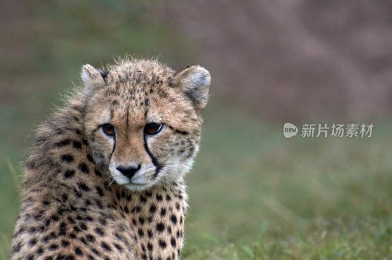 野生动物豹子猎豹猎食动物