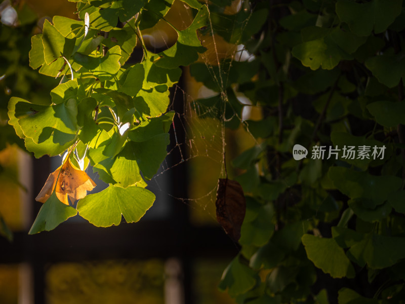 秋天树上的银杏叶的特写镜头