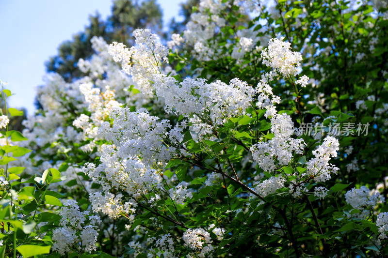 丁香花花卉