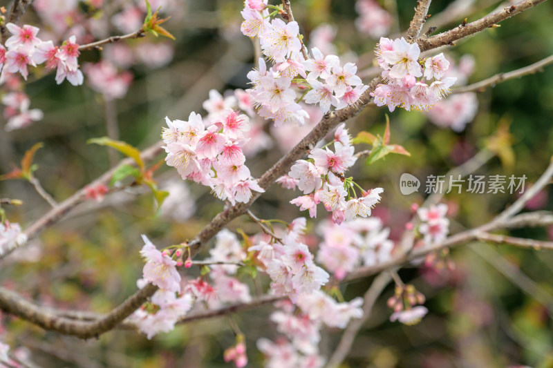 樱花特写拍摄