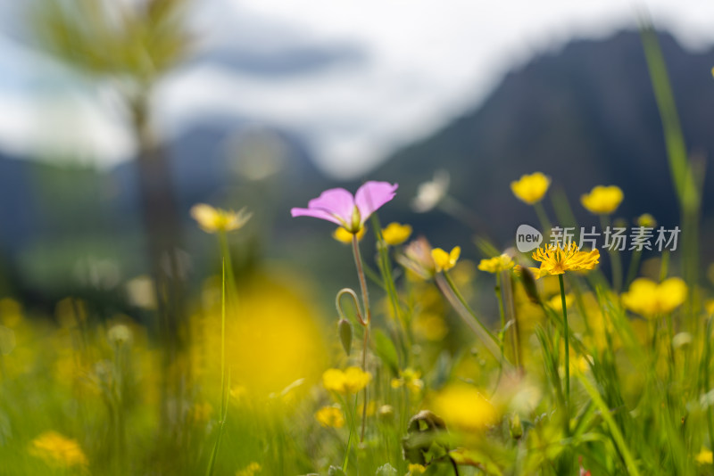 草原野花