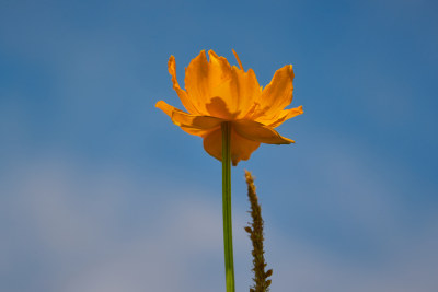 夏天的花草