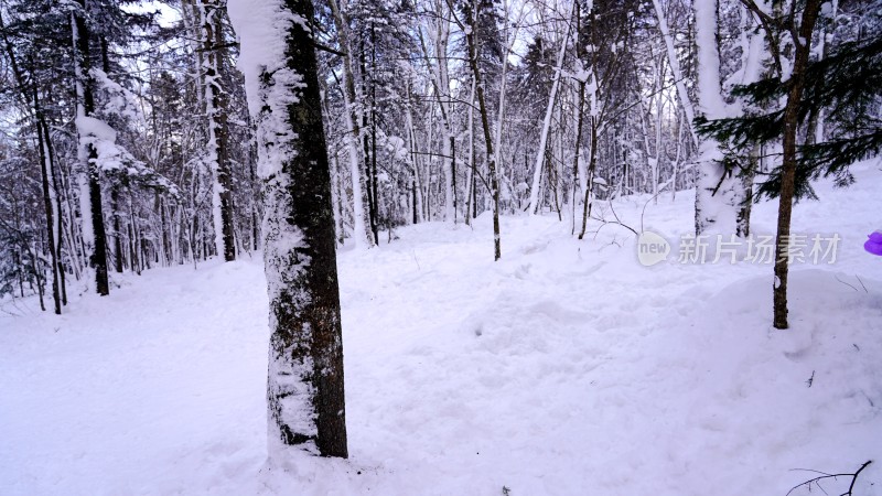 林海雪原