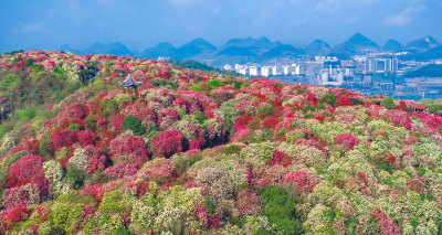 贵州百里杜鹃山间盛开的烂漫杜鹃花