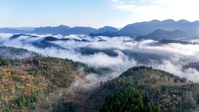 重庆酉阳：雾中枫叶红似火