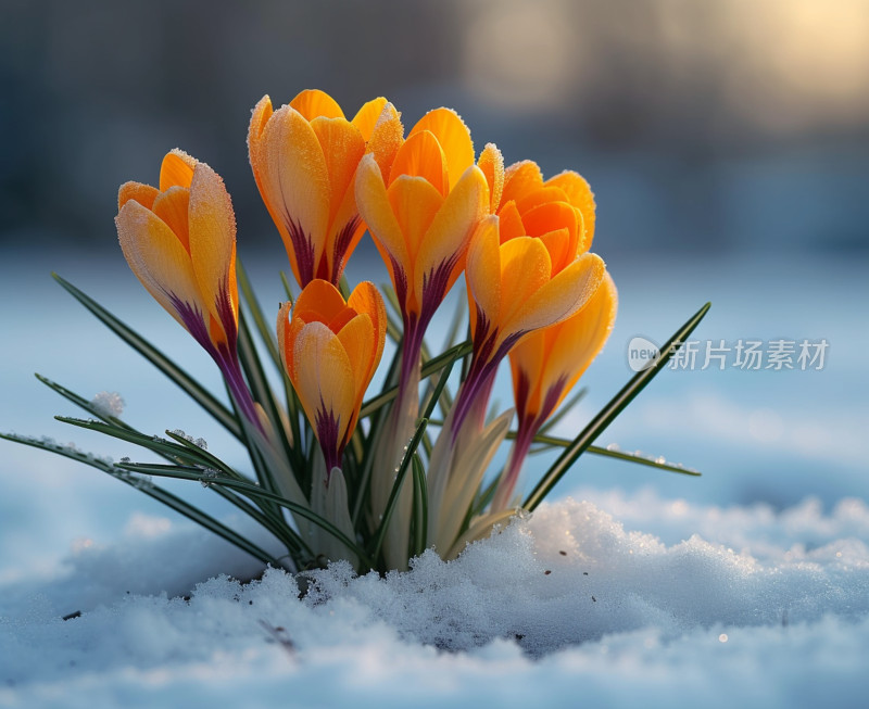 雪中绽放的黄色番红花