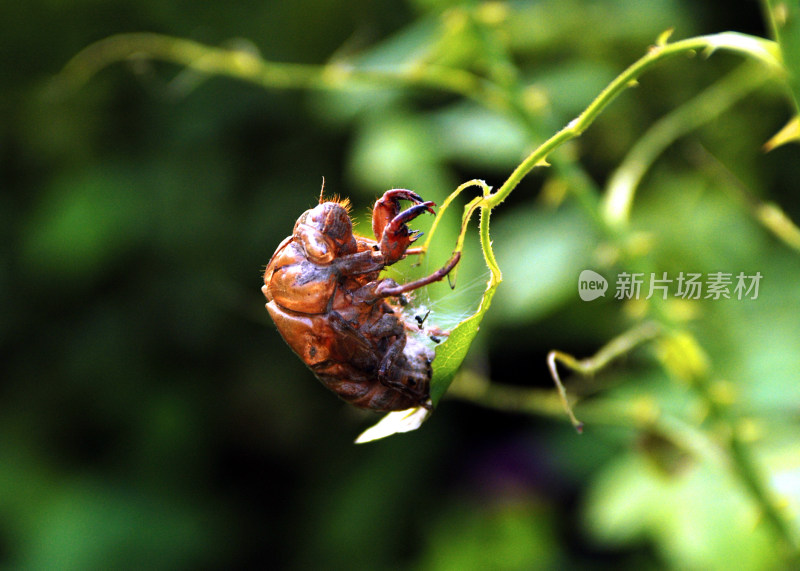 夏天的蝉蜕