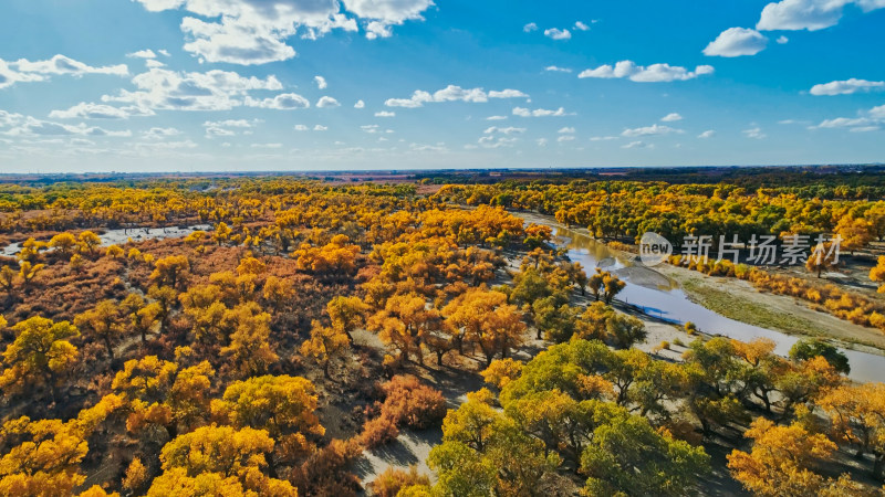 大美中国额济纳胡杨林航拍