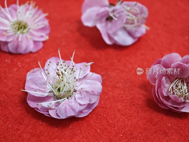 红色背景上的粉色花朵