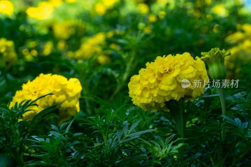 夏天公园里万寿菊花特写