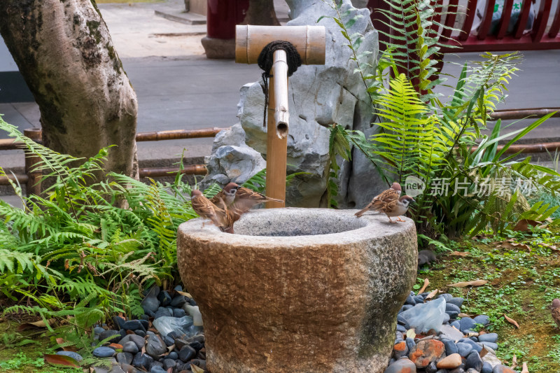 石钵旁休憩的麻雀