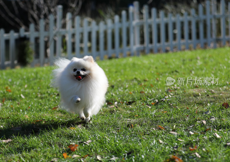 在草地上奔跑的白色博美犬