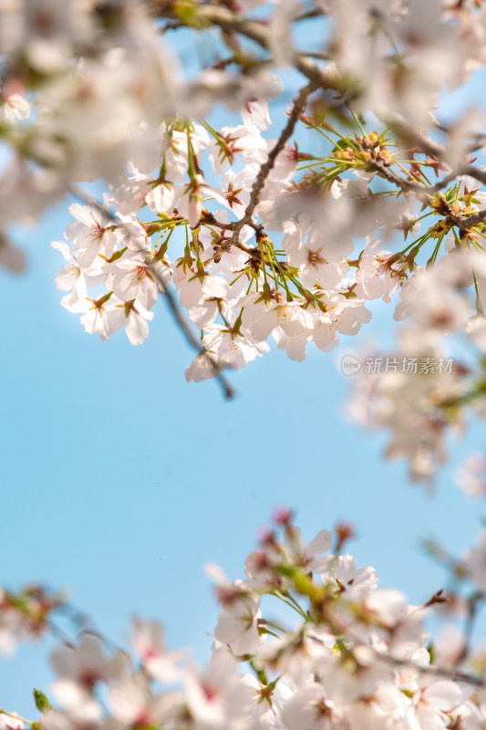 春日樱花