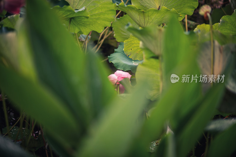 夏天雨后的荷花挂满水珠