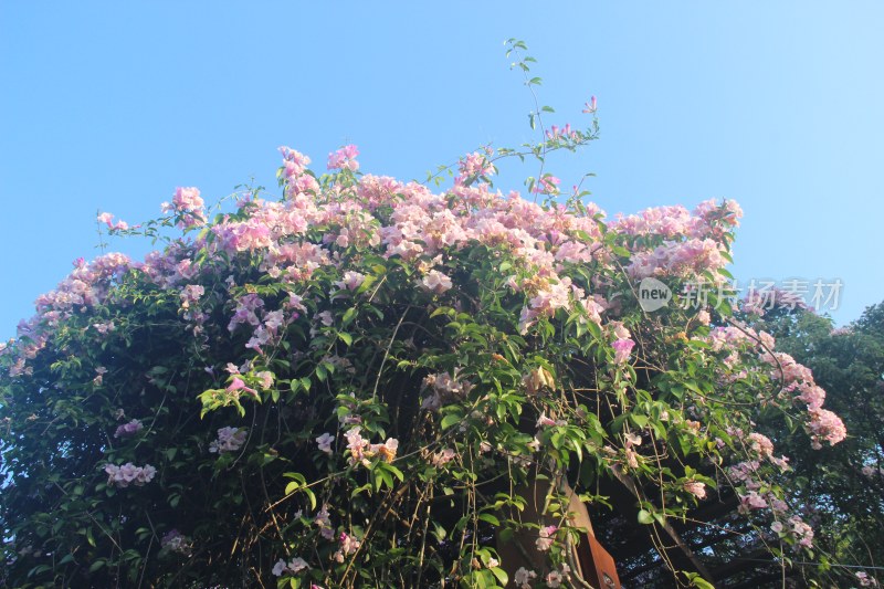 广东东莞：蒜香藤花开