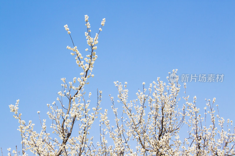 花朵植物春天天空风景背景自然户外樱花