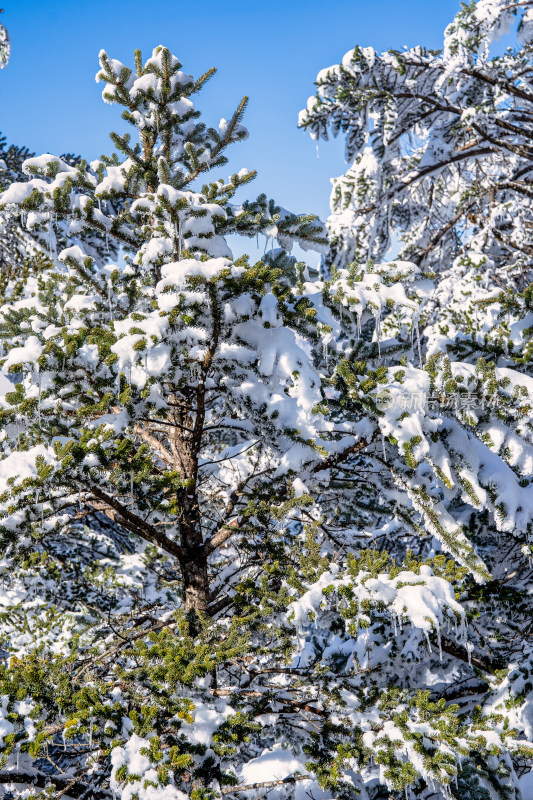 冬季成都西岭雪山的植被植物